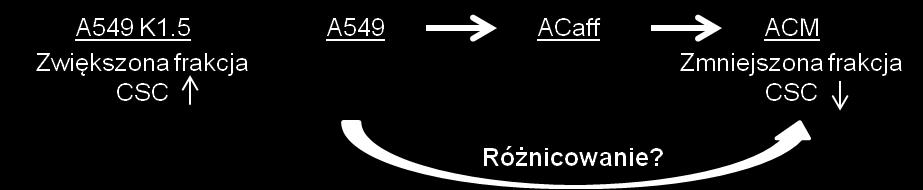 Ponadto w liniach ACM i ACaff obserwowałem spadek ekspresji białek takich jak Sox2 i ABCG2 przyjętych przeze mnie za markery CSC.