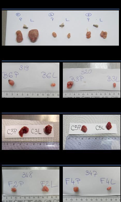 Supl. Rysunek 5 Zdjęcia próbek guzów wyindukowanych