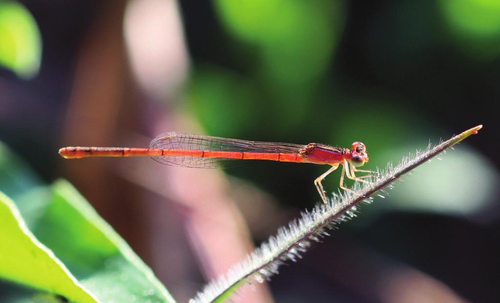 This tiny charming orange and red damselﬂy is often hardly noticeable among dense grassy and reedy vegetation. Fot.