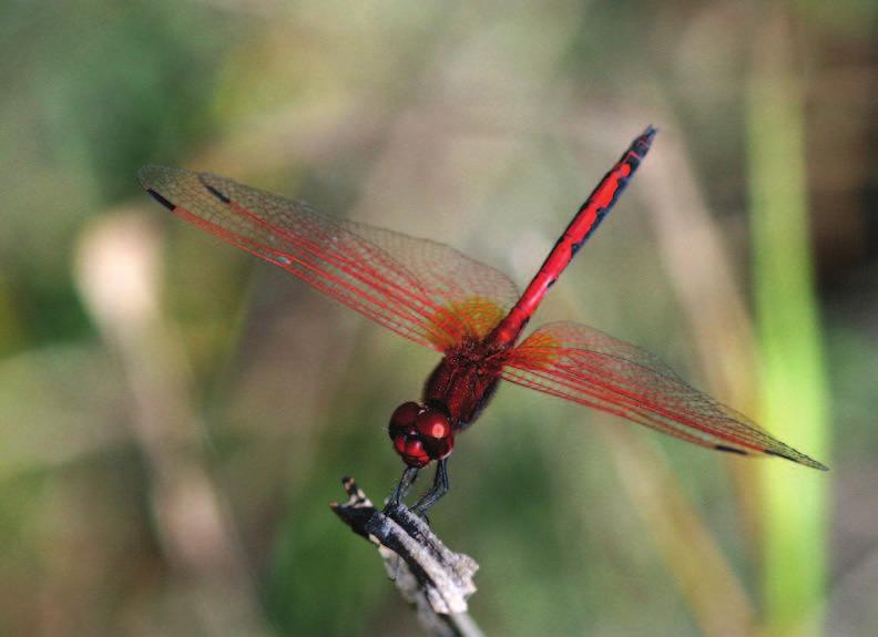 The strikingly blood-red veins on the wings of this species resemble true veins with blood called arteriae in Latin, hence the species name is arteriosa. Fot. 8. Trithemis arteriosa samiec.