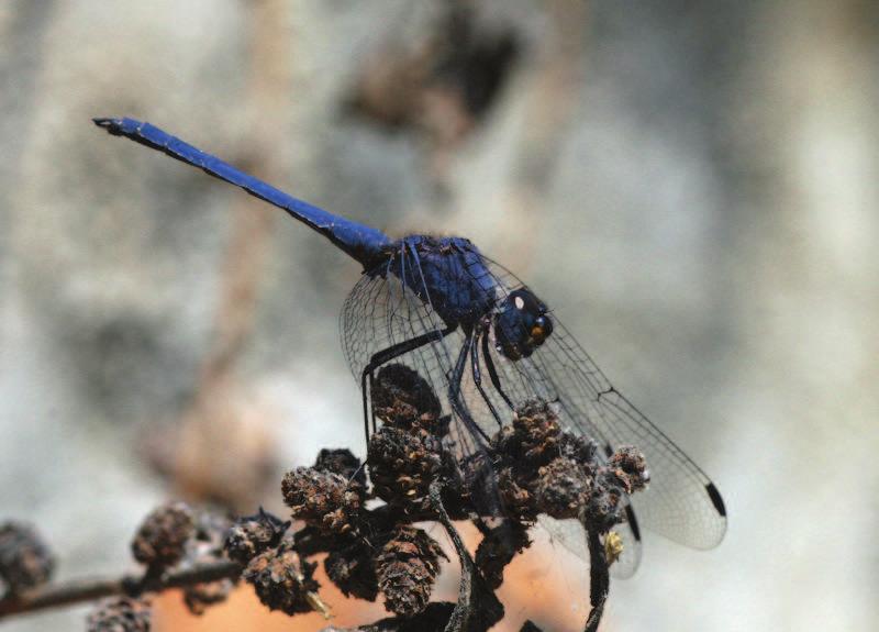 Phot. 9. Trithemis furva, male. Blue pruinosity, also dark blue, frequently occurs in species being active in strongly insolated habitats. Fot. 9. Trithemis furva samiec.