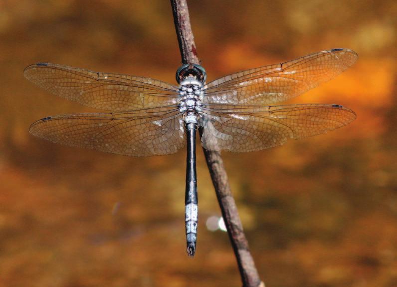 Relatively narrow and long wings indicate a powerful and swift flier. Males tirelessly patrol over rapids and cascades, waiting for females and chasing off other dragonflies. Fot. 10.