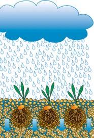 Wały uprawowe 18 19 W czasie suszy woda z kapilarów dociera do kiełków. Duże ilości opadów wsiąkają w nieugniecione, luźne pasma gleby. Wymiana gazowa w luźnej glebie korzenie mogą oddychać.