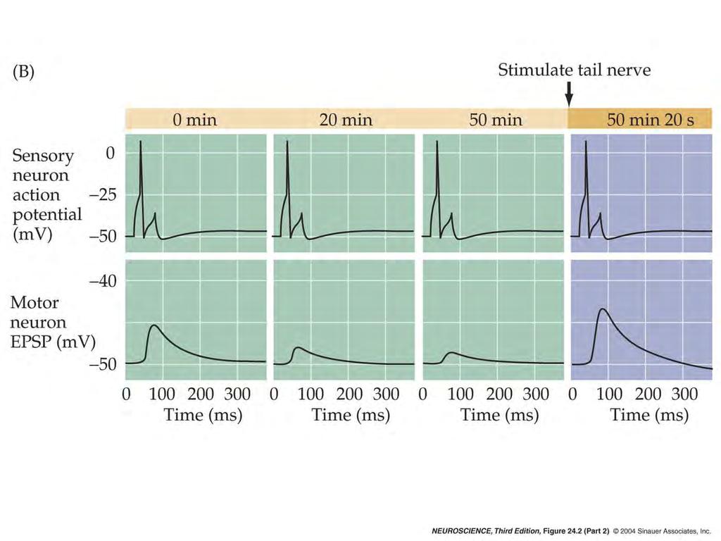 24.2 Synaptic mechanisms