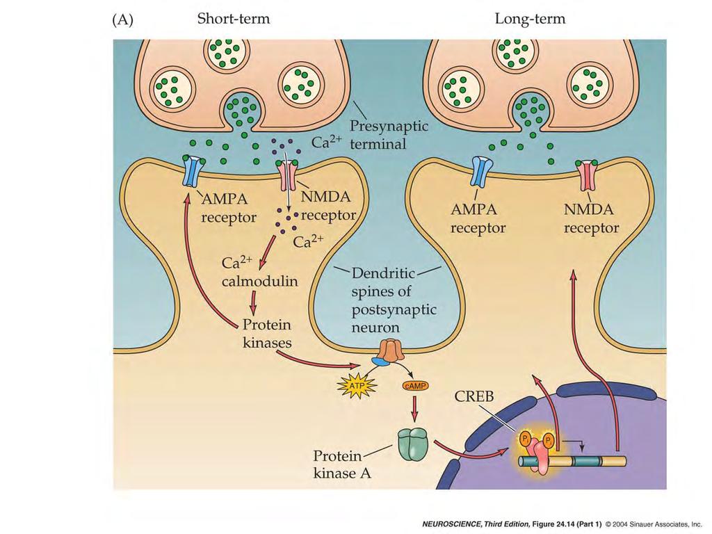 24.14 Mechanisms responsible for long-lasting changes in transmission during LTP.