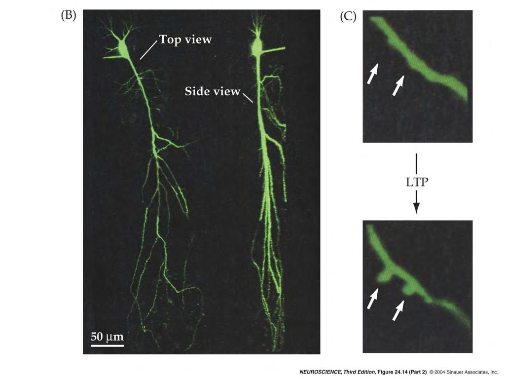 24.14 Mechanisms responsible for long-lasting changes in transmission during LTP.