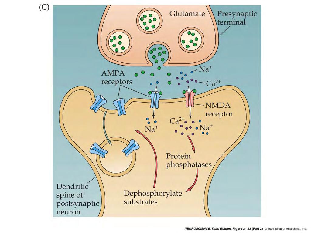 24.12 Long-term synaptic depression in the hippocampus.