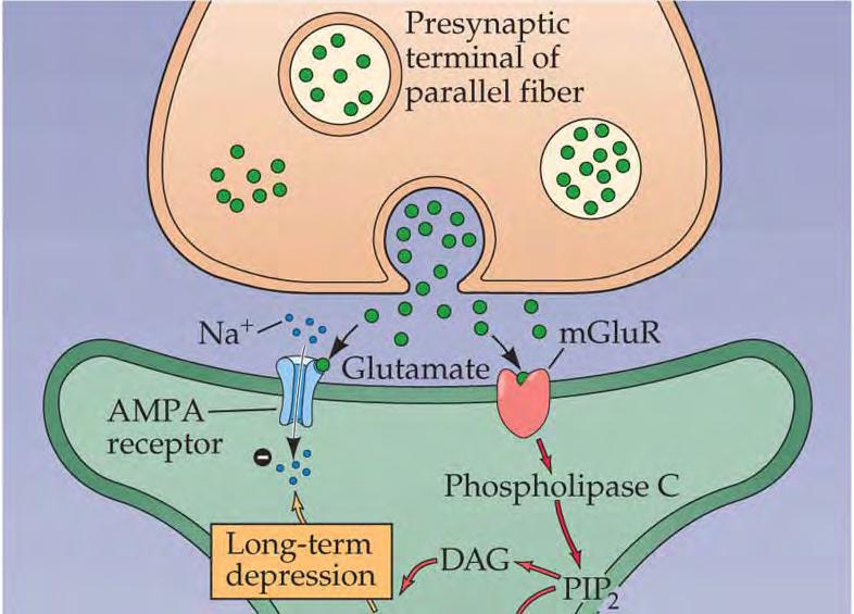 LTD w móżdżku Fosforylacja receptora