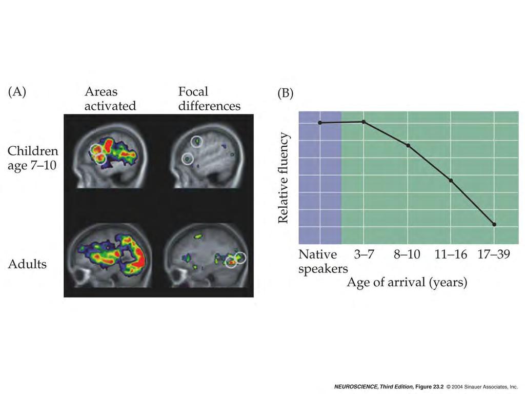 Nauka języka przykładem okresu krytycznego Różnice w aktywacji mózgu w zadaniach językowych u dzieci i