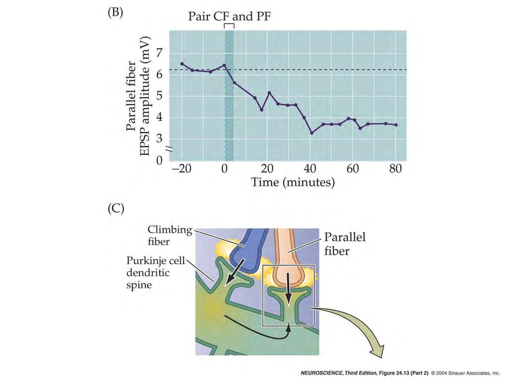 24.13 Long-term synaptic depression in the cerebellum.