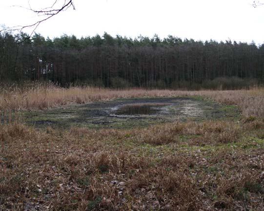 naturalny poziom wody gruntowej na Kujawach w otoczeniu jezior Suszewskiego i Wilczyńskiego