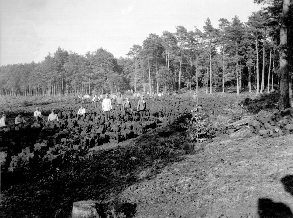 Odonatrixo10(2) 36 Fot. 1. Eksploatacja torfu na Długim Bagnie, 17 VII 1924 r. (fot. Roman Kobendza, zdjęcie z archiwum Kampinoskiego Parku Narodowego).