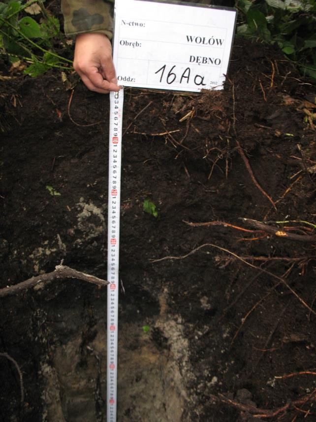 Co to jest gleba murszowa?