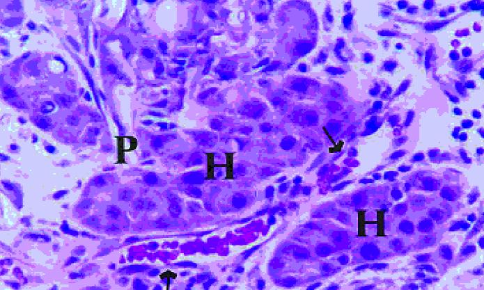 Hepatocyty na gąbczastym nośniku z