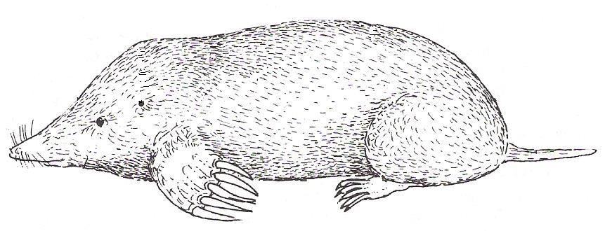 ZADANIA OTWARTE Zadanie 19. ( 2 pkt.) Na rysunku przedstawiającym kreta, zaznaczono cechy budowy ułatwiające zwierzęciu życie pod ziemią.