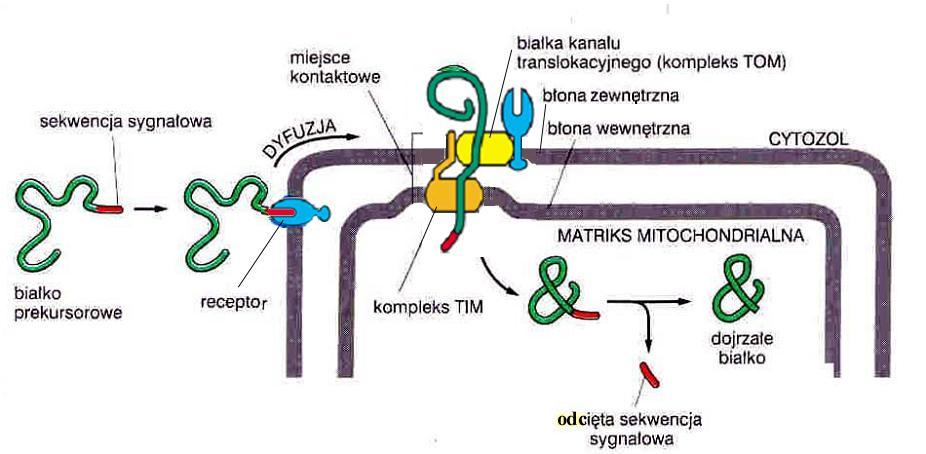 Transport (import) białek receptory dla sekwencji