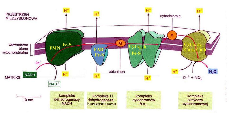 Mitochondria transport elektronów 40/15 jony metali / grupy