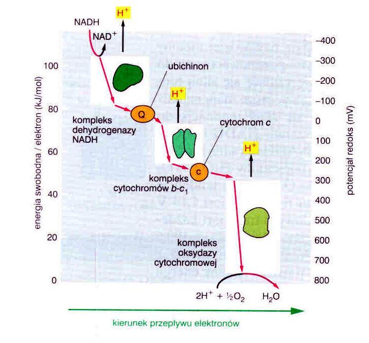 FAD (dinukleotyd flawinowy) transport elektronów reakcje