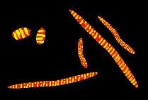 Mitochondria Przenośniki energii w komórkach: ATP ATP + H 2 O ADP + Pi DG o = -29,288 kj x mol -1 (25 o C; 1atm) Fosfoenolopirogronian UDP-glukoza