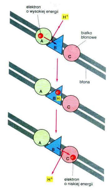 przemieszczanie protonów dzięki