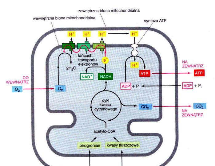 Mitochondria