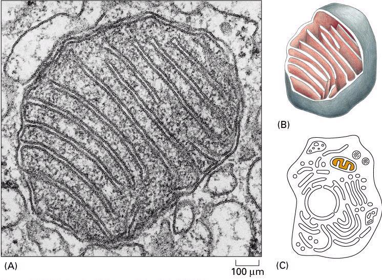 Mitochondria budowa