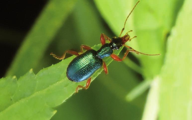Dwa gatunki chrząszczy nowe dla fauny Ojcowskiego Parku Narodowego 37 Ryc. 1.