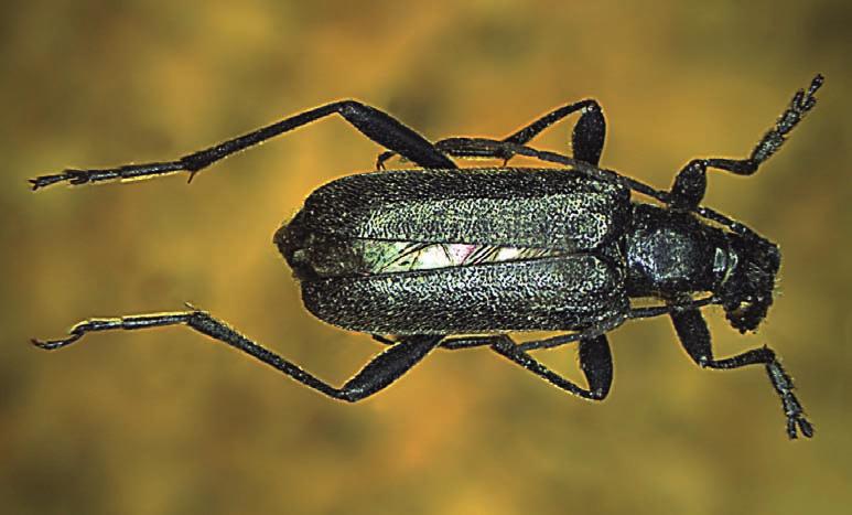 A male of Acmaeops septentrionis (Thomson) (collection of ONP). Wola Kalinowska 20