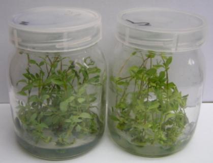 (NGS - next generation sequencing). Materiał roślinny pobierany do analiz to młode liście rozwijające się na pędach rosnących in vitro.