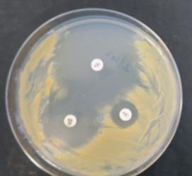 30 µg (N 30); Ryfampicyna 30 µg (RD 30); Wankomycyna 30 µg (VA 30). Fot. 3. Testowanie na obecność endogennych bakterii izolowanych podstaw pędów jagody kamczackiej odmiany 'Zojka' i 'Wojtek' rosnących in vitro A B Fot.