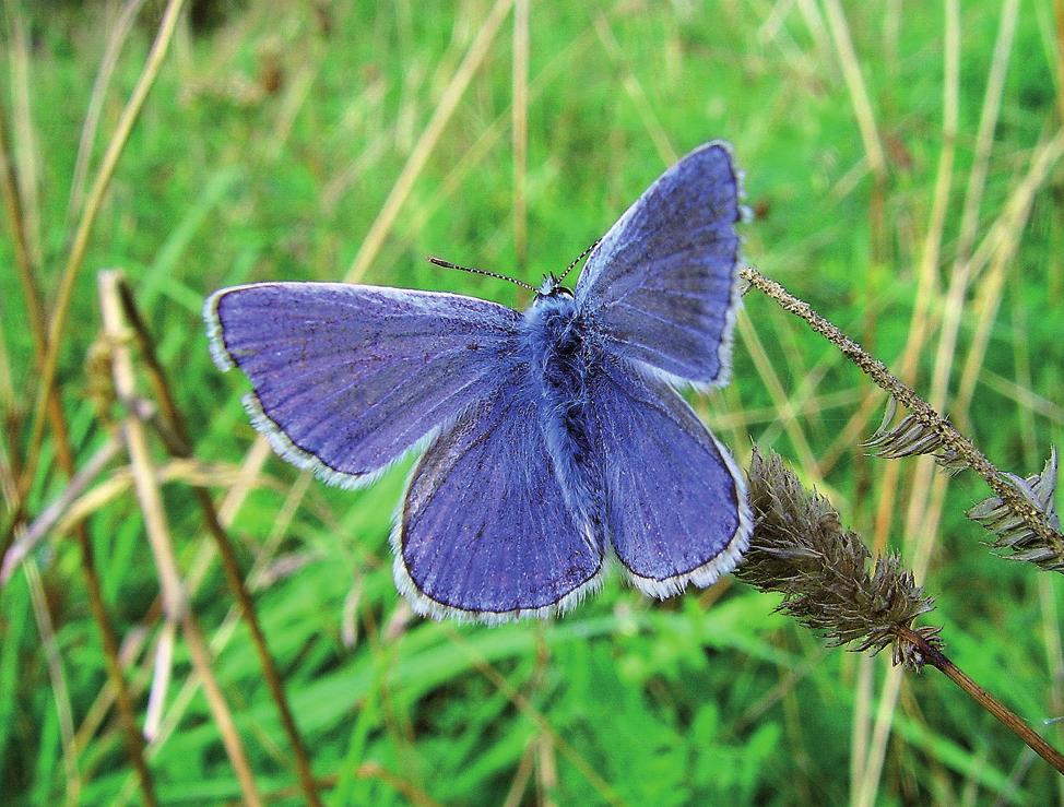 Kolorystyka siedliszka dwubarwnego (Tritomegas bicolor) Fot. M. Olszowska ris brassicae), podobnie jak siedliszek dwubarwny, posiada pięknie zestawione tylko dwa kolory: biały i czarny.