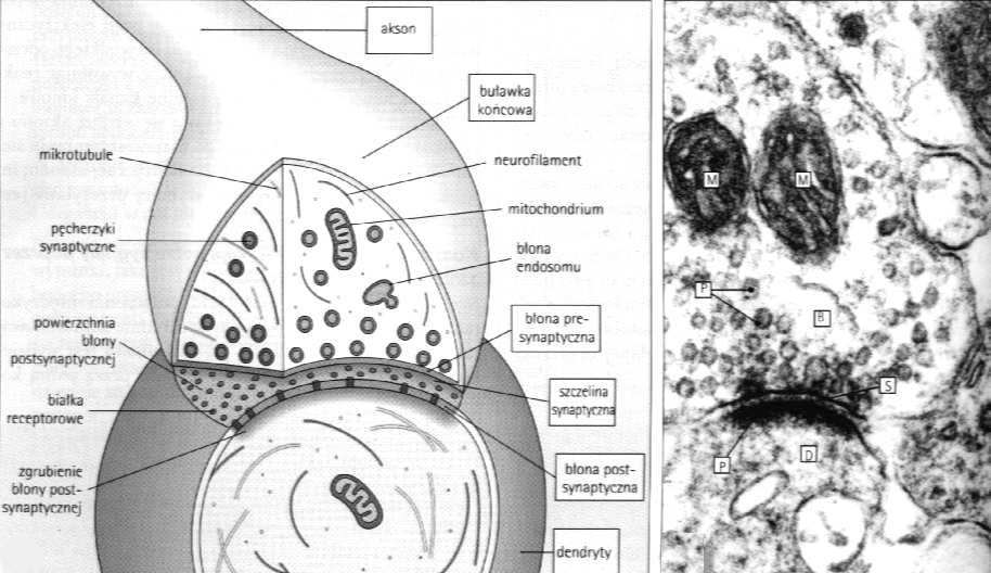 postsynaptycznej aksodendrytyczne aksosomatyczne