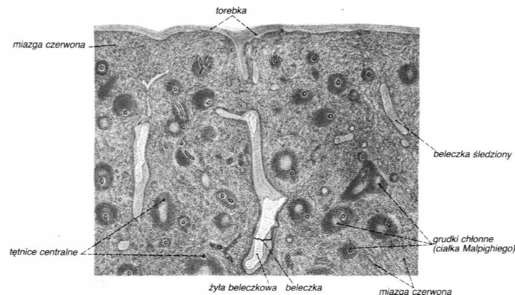 chłonnych, tworzących układ naczyń limfatycznych.