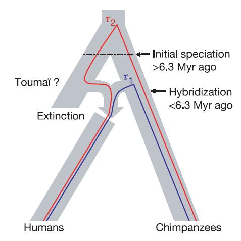 Sahelanthropus tchadensis - Toumaï Zachował się jedynie