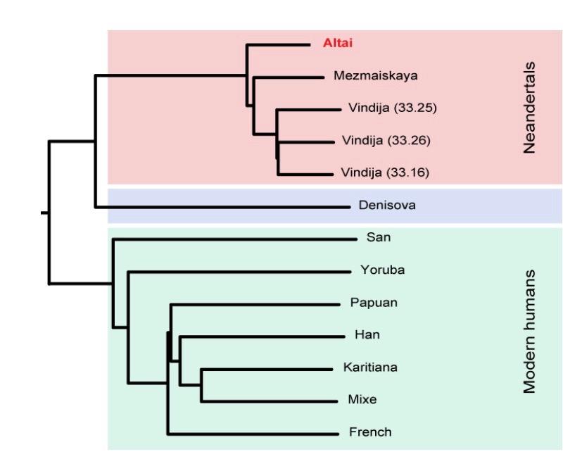 genów między H. sapiens, H.