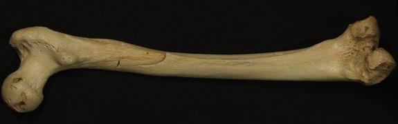 Tajemnice Denisowian Sekwencje mtdna z fragmentu kości sprzed 400 000 lat z Hiszpanii (Sima de los Huesos) - większe podobieństwo mtdna do