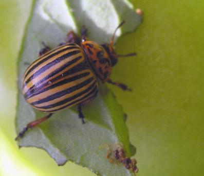 na dolnej stronie liści. Biologia. W warunkach klimatycznych naszego kraju występuje jedno pełne pokolenie. Zimują chrząszcze w glebie, przeciętnie na głębokości 12-25 cm.