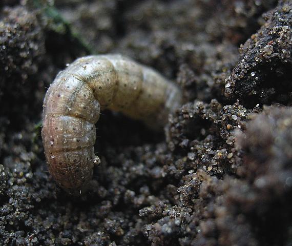 Rolnica zbożówka (Agrotis segetum). Powszechna na terenie całego kraju, jest sprawcą ponad 90% uszkodzeń powodowanych przez rolnice. Gąsienice są ciemnooliwkowe, z ciemniejszymi liniami wzdłuż ciała.