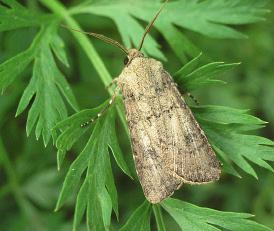 Drugie pokolenie jest sprawcą uszkodzeń w lipcu i sierpniu. Rolnica czopówka (Agrotis exclamationis). Licznie występuję na terenach centralnych i wschodnich województw.