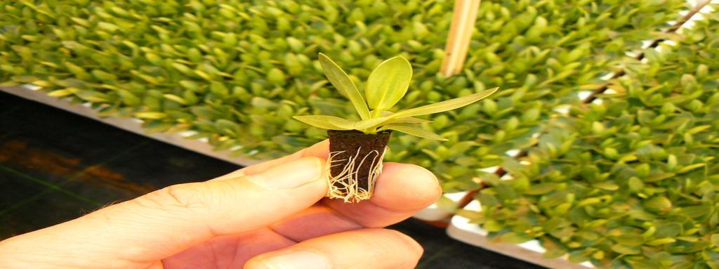 Obecnie produkuje ponad dwieście milionów młodych roślin!