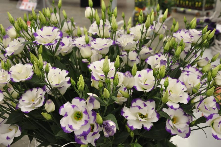 Lisianthus ARENA