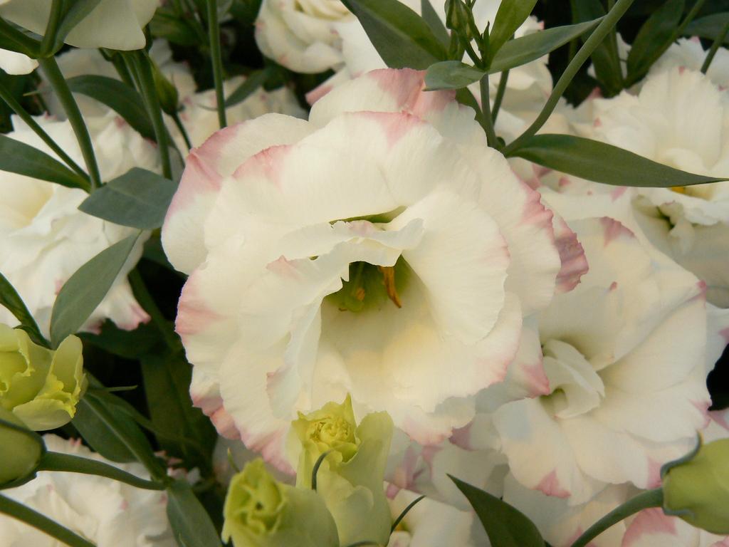 Lisianthus ECHO