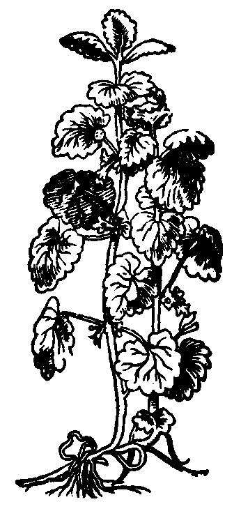 Bluszczyk kurdybanek (wg A. Lonicerusa, 1564) Zioła przeciwkaszlowe: zmieszać równe ilości ziela bluszczyka, liści szałwii i korzeni arcydzięgla.