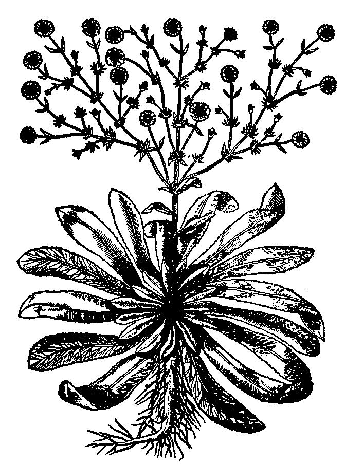 Cykoria podróżnik (wg T. Hajka, 1562) Niekiedy zbiera się w sierpniu górne części pędów w okresie rozkwitania i suszy w suszarniach naturalnych w cieniu i przewiewie.