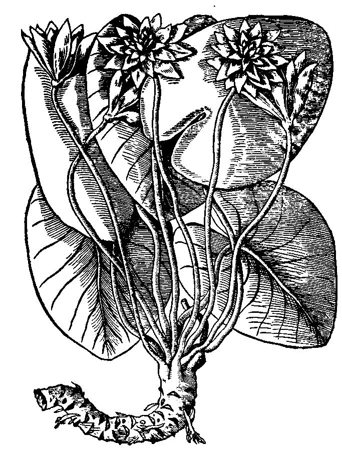Grzybień biały (wg T. Hajka, 1562) Przetwory. Intrakt grzybieniowy.