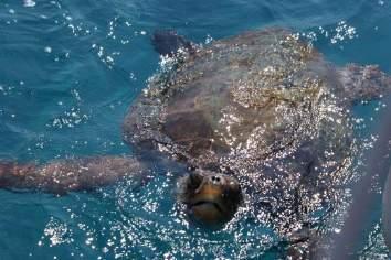 Tutejsza niemal karaibska plaża z miękkim piaskiem należy do Narodowego Parku Morskiego na Zakynthos i jest miejscem lęgowym żółwi Caretta Caretta. 4.