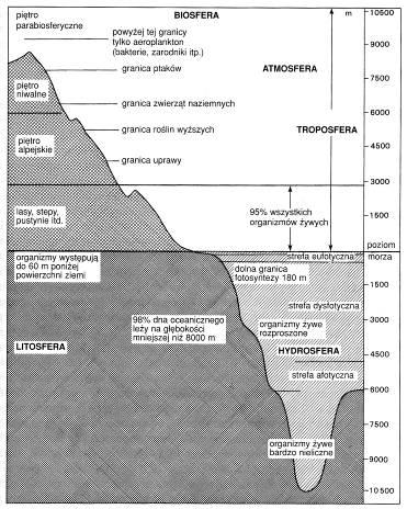 Biogeografia i biosfera Biogeografia zajmuje się rozmieszczeniem i często stością występowania organizmów