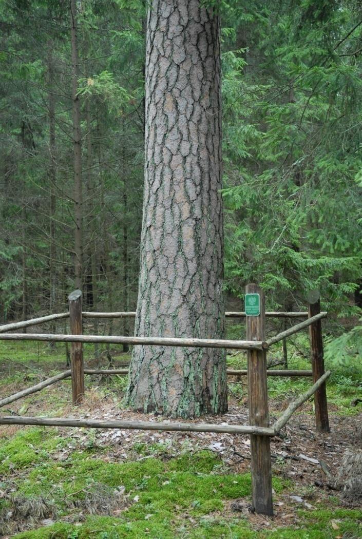 Kierunki ochrony przyrody konserwatorski biocenotyczny planistyczny ochrony środowiska ochrony