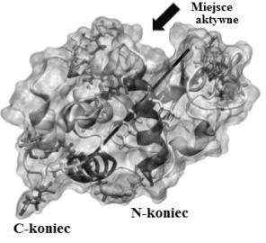 Monika Ćwięka Ryc. 6. Struktura cząsteczki lizozymu Źródło: K. Kubiak, P.A.