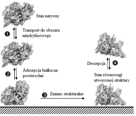 Monika Ćwięka Rys.1: Mechanizm adsorpcji LSZ na powierzchni stałej Źródło: Opracowanie własne. Etapy procesu adsorpcji: 1.